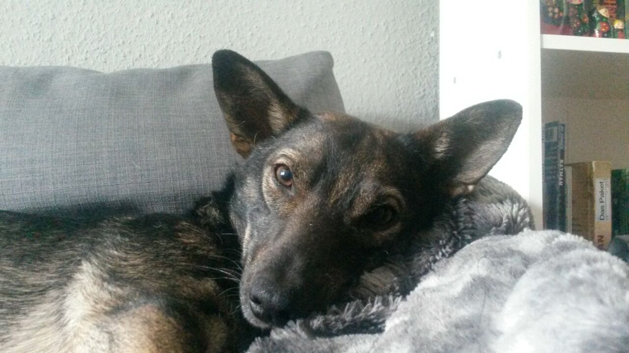 Hunde zur Vermittlung in Deutschland Kleiner Prinz Tierhilfe e.V.