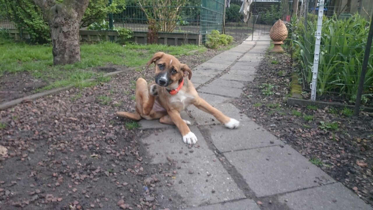 Hunde zur Vermittlung in Deutschland Kleiner Prinz Tierhilfe e.V.