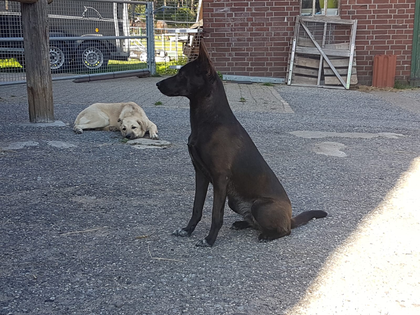 Hunde zur Vermittlung in Deutschland Kleiner Prinz Tierhilfe e.V.