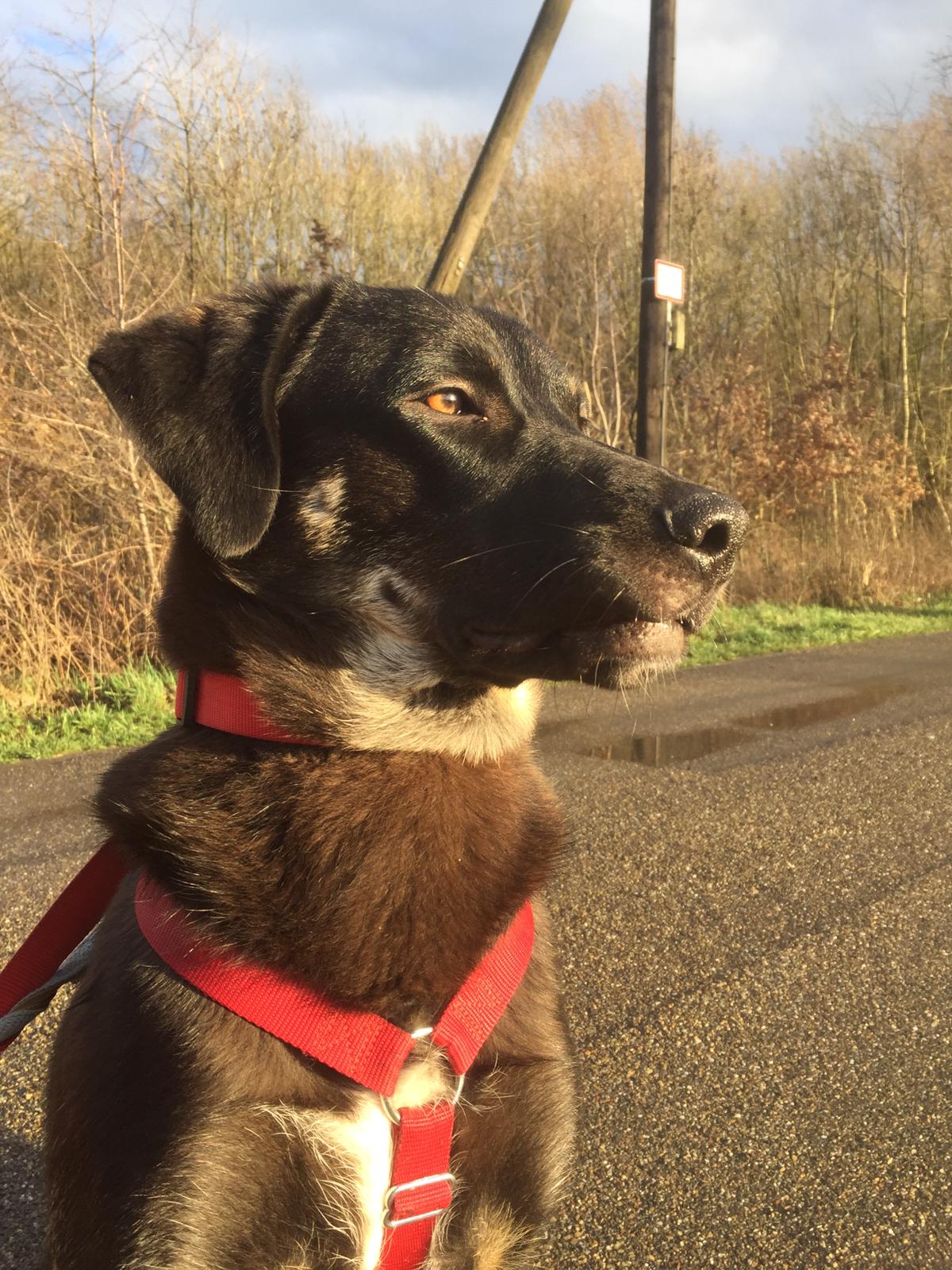 Hunde zur Vermittlung in Deutschland Kleiner Prinz Tierhilfe e.V.