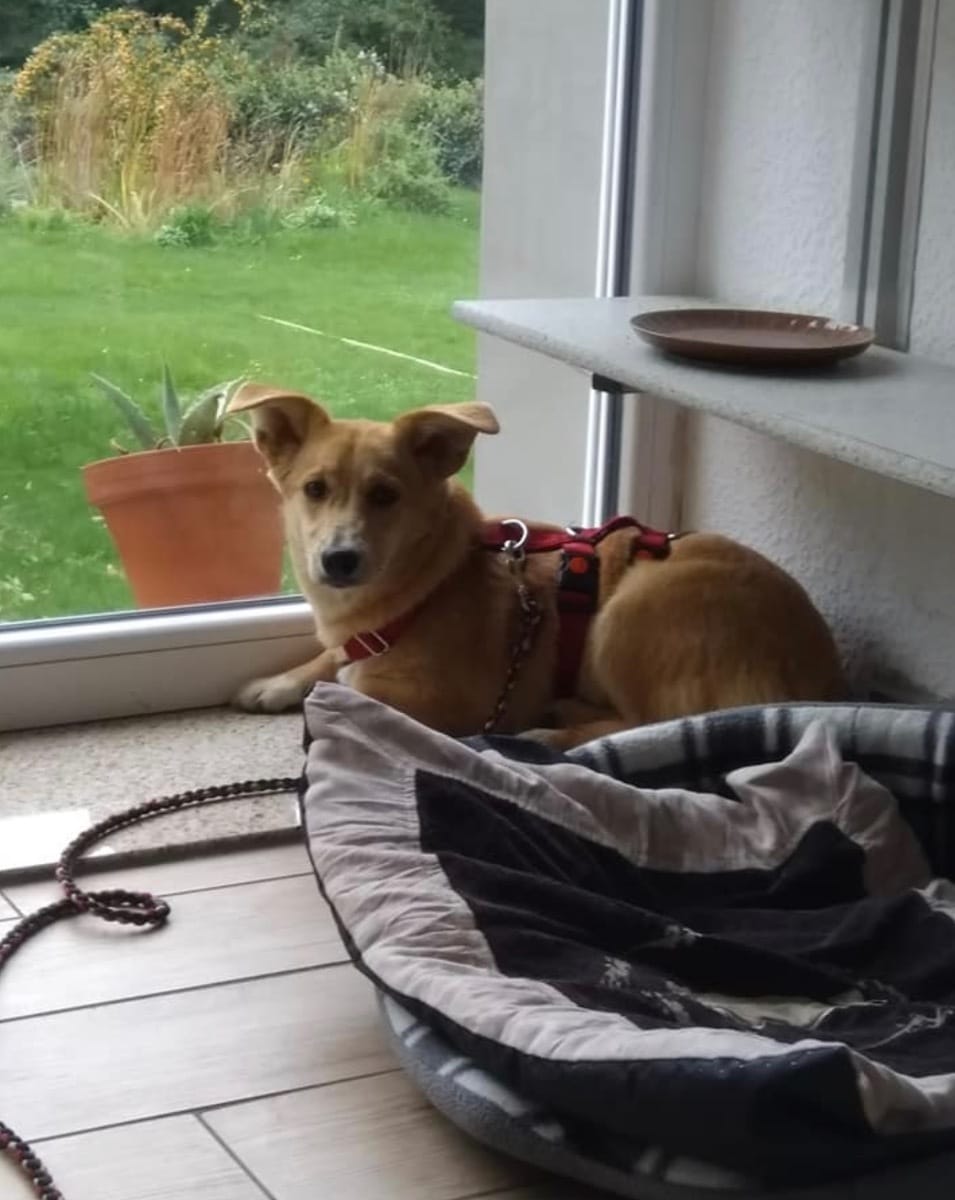 Hunde zur Vermittlung in Deutschland Kleiner Prinz Tierhilfe e.V.