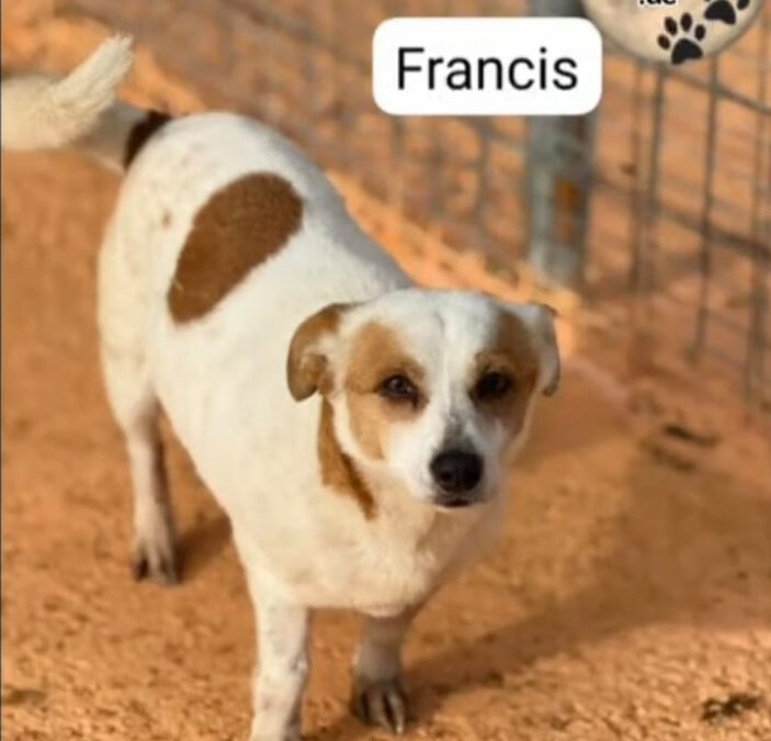 Francis