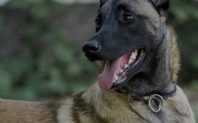 Sky – ein besonderes Herz auf der Suche nach Sicherheit