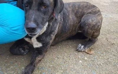 Riesenmaus Lucy sucht ihre Herzmenschen